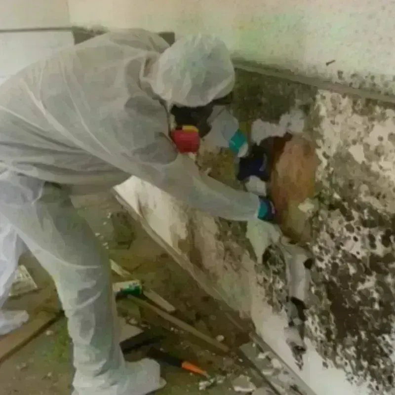 Mold Remediation and Removal in Monte Alto, TX